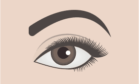 Arched eyebrow shape illustration