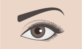 High Arched eyebrow shape illustration