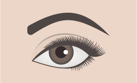 Rounded eyebrow shape illustration