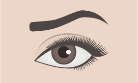 S Shaped eyebrow shape illustration
