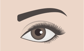 Soft Angled eyebrow shape illustration
