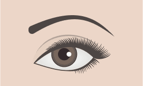 Thin eyebrow shape illustration