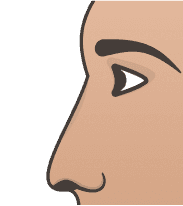 Flat Nose illustration