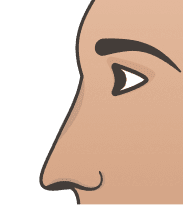 Straight (Greek) Nose illustration